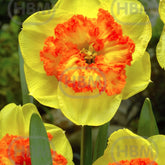 Hectarul - Bulbi de narcise Berlin, 5 bulbi